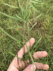 Eupatorium torreyanum