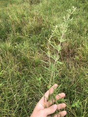 Eupatorium torreyanum