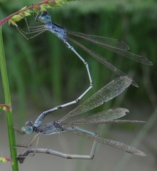 Lestes pallidus