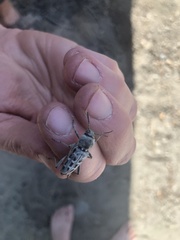 Xylotrechus albonotatus