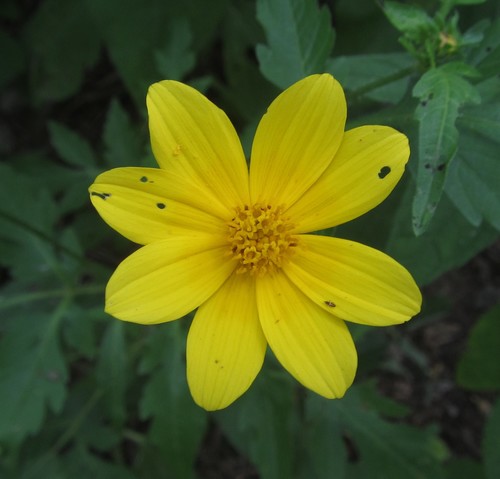 Image of Bidens schimperi by (c) Robert Taylor, some rights reserved (CC BY)