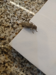 Trichoferus holosericeus