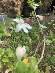 Hibiscus waimeae