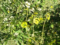 Adenanthera