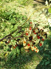 Adenanthera