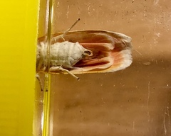 Cyana interrogationis