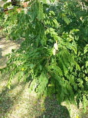 Adenanthera