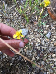 Hypericum crux-andreae