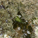 Hirase's Leaf Slug - Photo (c) Shaunak Modi, some rights reserved (CC BY-NC-ND), uploaded by Shaunak Modi