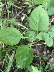 Crataegus triflora