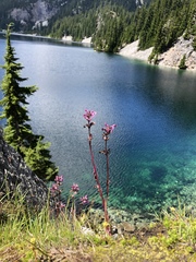 Pedicularis ornithorhynchos