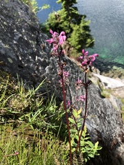 Pedicularis ornithorhynchos