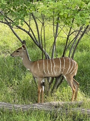 Tragelaphus imberbis