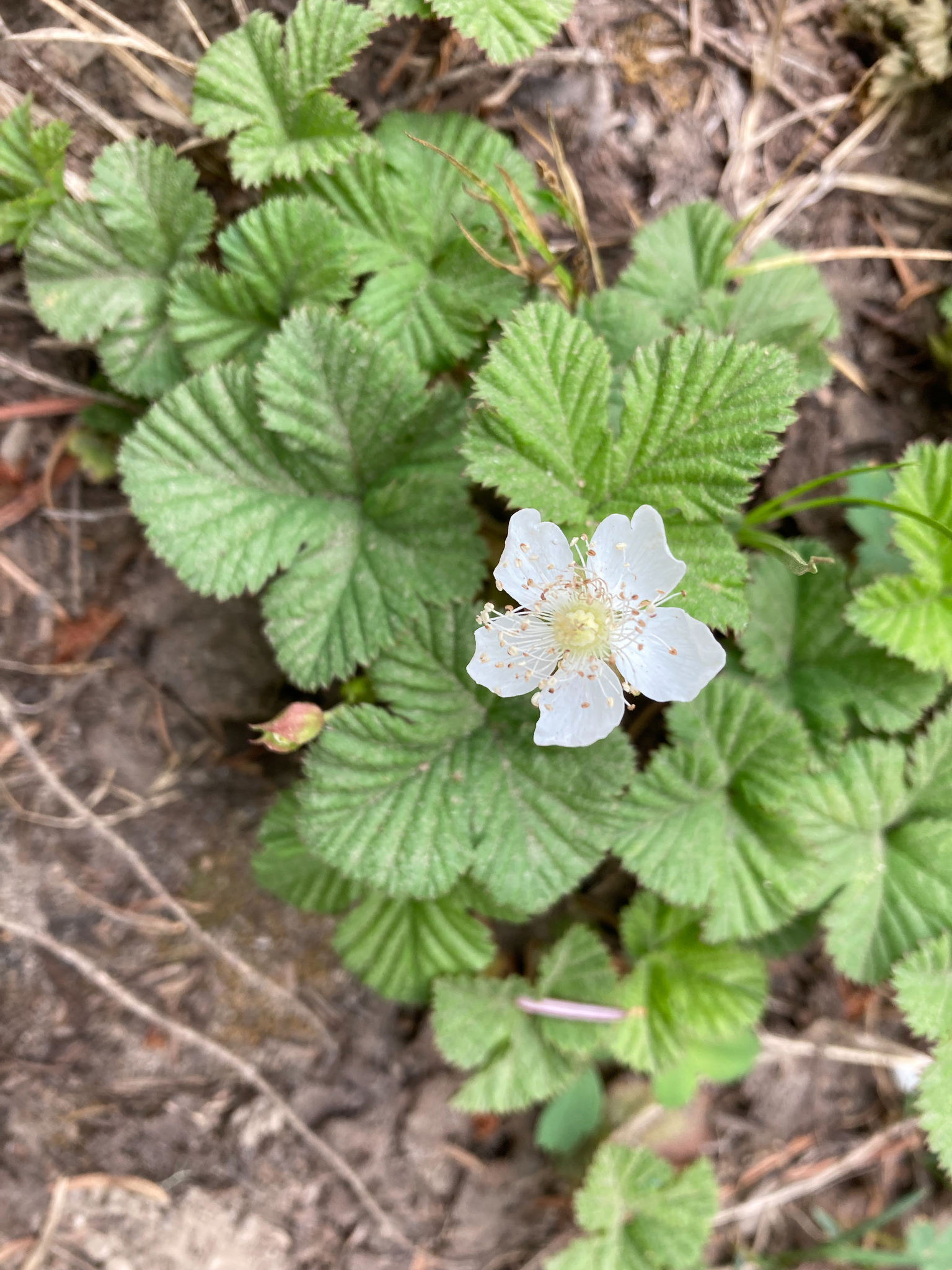 Rubus lasiococcus