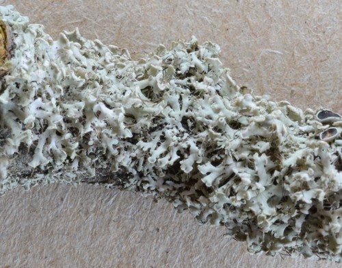 Blakstienotoji žiauberė nuotrauka