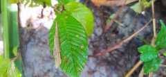 Pinzona coriacea