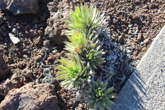Argyroxiphium × Dubautia