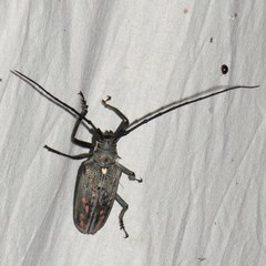 Batocera