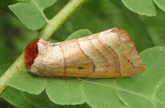 Datana drexelii