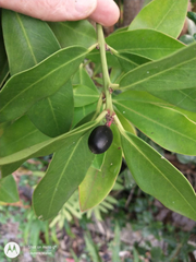 Acokanthera oppositifolia