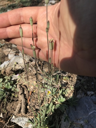 Nevada catchfly (Silene nachlingerae)