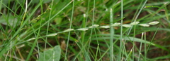 Lolium perenne