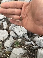 Silene nachlingerae