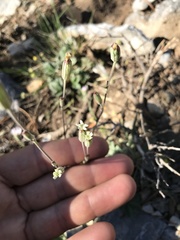 Silene nachlingerae