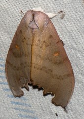 Euhampsonia niveiceps