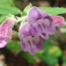 Woodland Beardtongue - Photo (c) Lindsey K. Wise, some rights reserved (CC BY), uploaded by Lindsey K. Wise