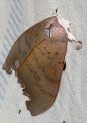 Euhampsonia niveiceps