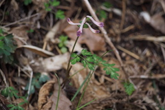 Corydalis decumbens