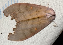 Euhampsonia niveiceps