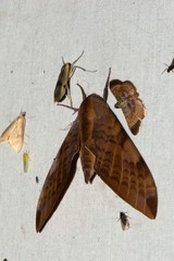 Clanis undulosa gigantea