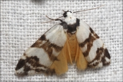 Thallarcha albicollis