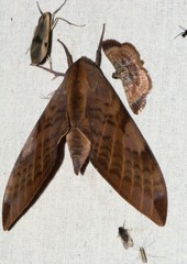 Clanis undulosa gigantea