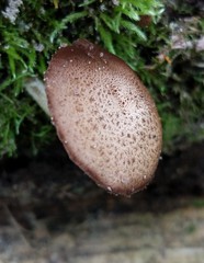 Cystoagaricus hirtosquamulosus