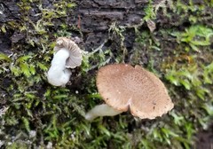 Cystoagaricus hirtosquamulosus