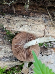 Cystoagaricus hirtosquamulosus
