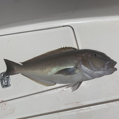 Caulolatilus microps