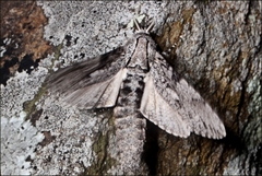 Xyleutini