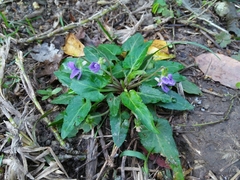 Viola inconspicua nagasakiensis