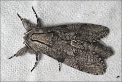 Xyleutini
