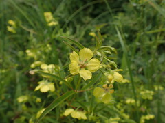 Lysimachia hybrida