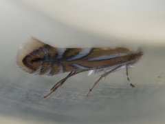 Phyllonorycter propinquinella
