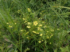 Lysimachia hybrida