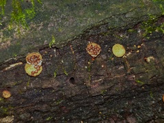Nidularia pulvinata