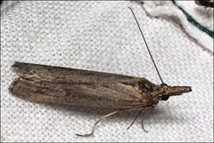 Calamotropha dielota