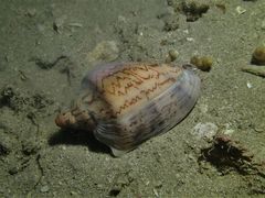 Cymbiola nobilis