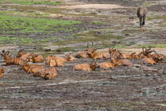 Tragelaphus eurycerus eurycerus
